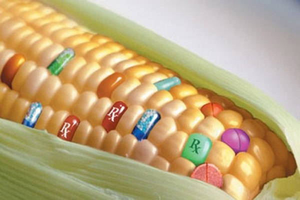 专家呼吁转基因水稻玉米产业化 农业部：大胆研究但慎重推广